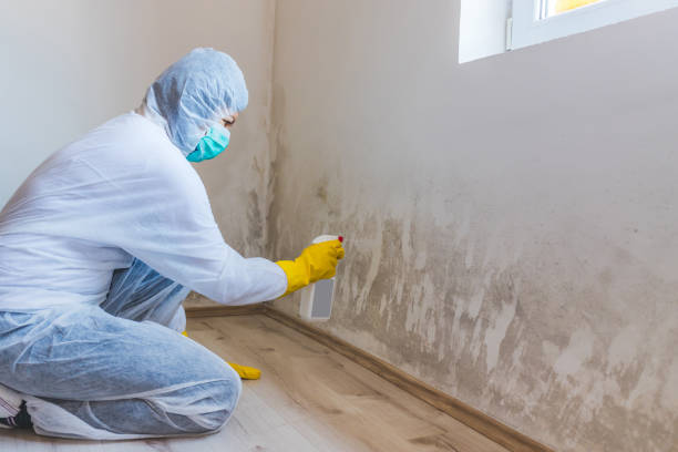 Licensed Commercial Mold Remediation service in Cross Junction, VA - WQB Mold Removal
