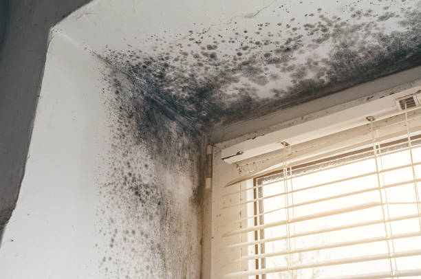 Affordable Commercial Mold Remediation solutions in Cross Junction, VA